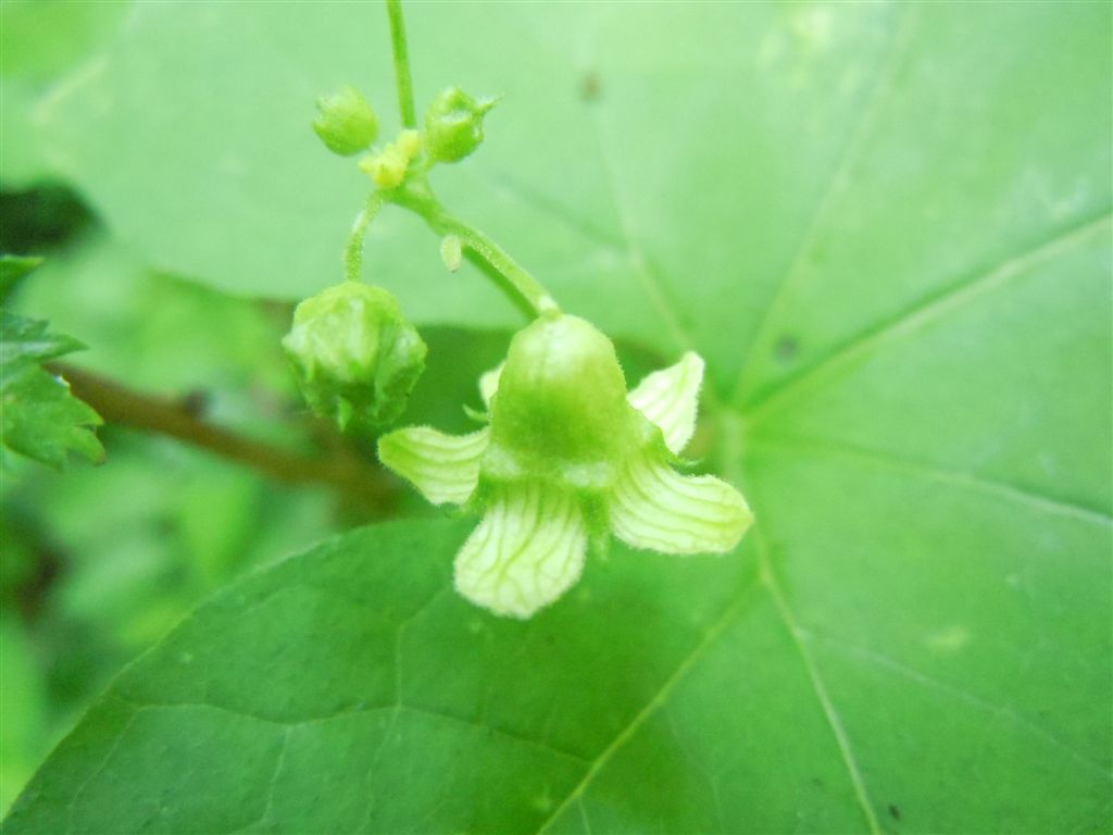 Dagli Astroni:  Bryonia cretica